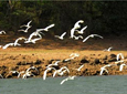 Thattekkad Bird Sanctuary